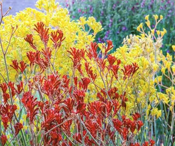 Kangaroo Paw