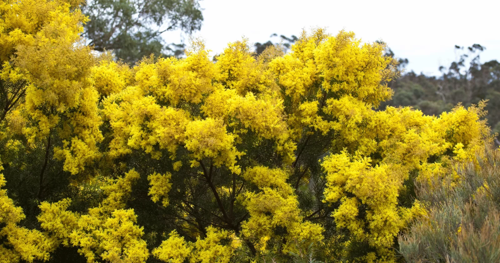 Wattle