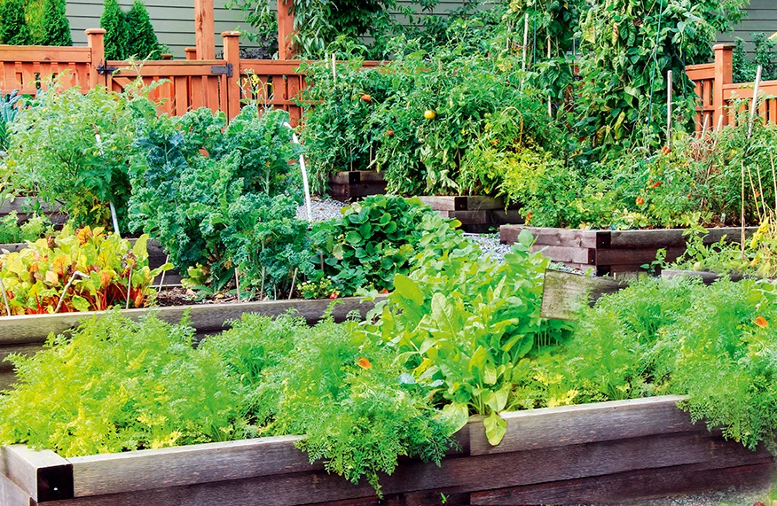 vegetable patch