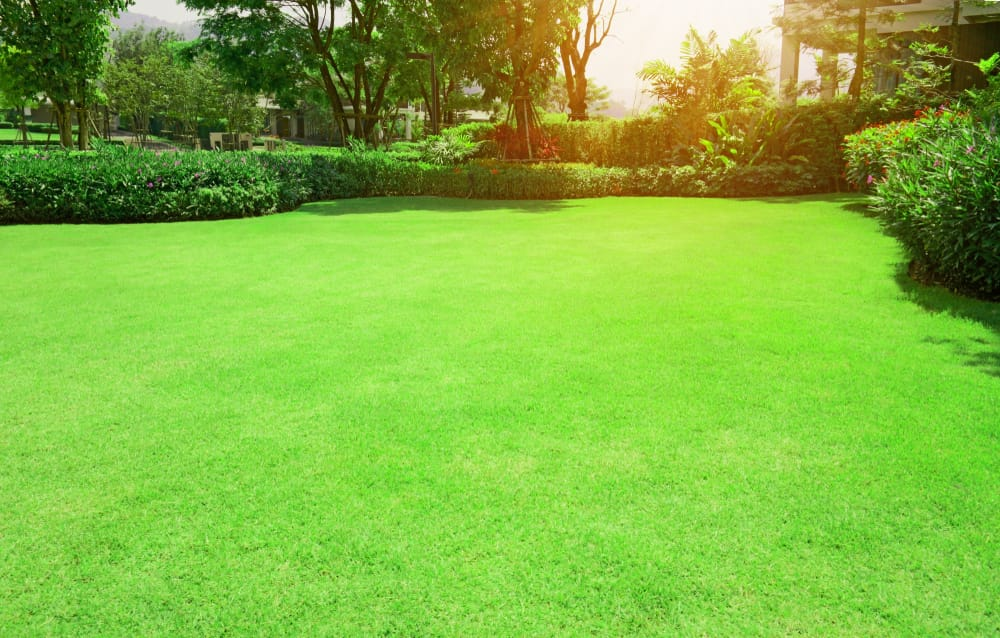Lawn