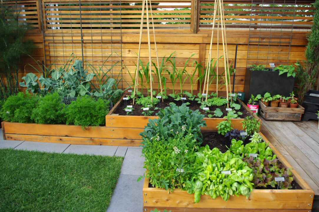 vegetable patch