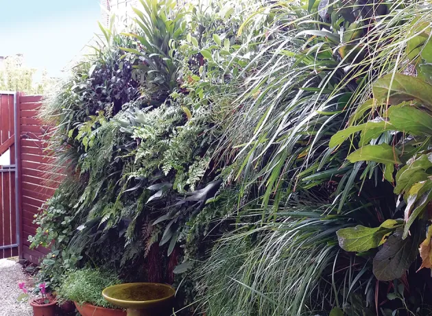 Vertical Garden Plants