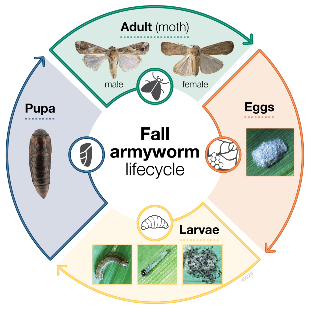Army Worm