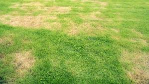 Lawn