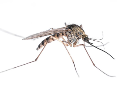 mosquito